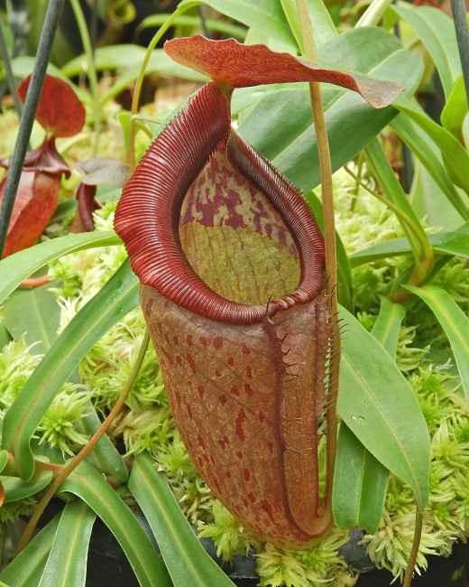 N. singalana x tenuis – assorted clones