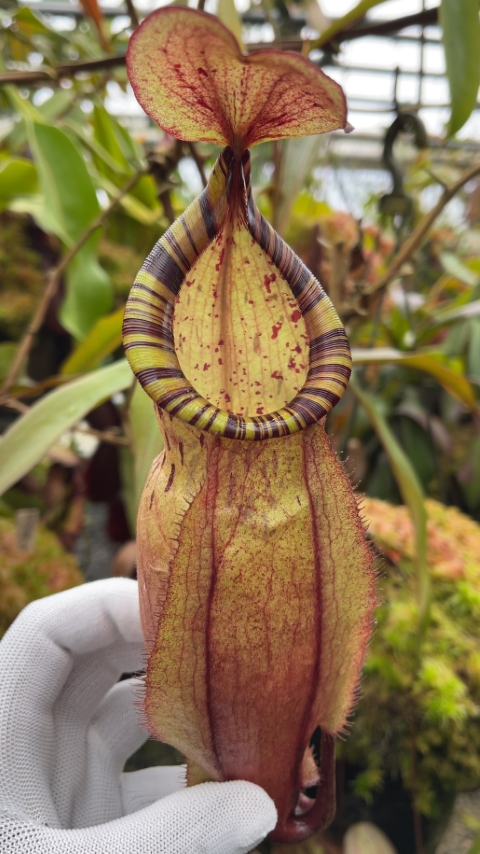 N. bellii - selected clone