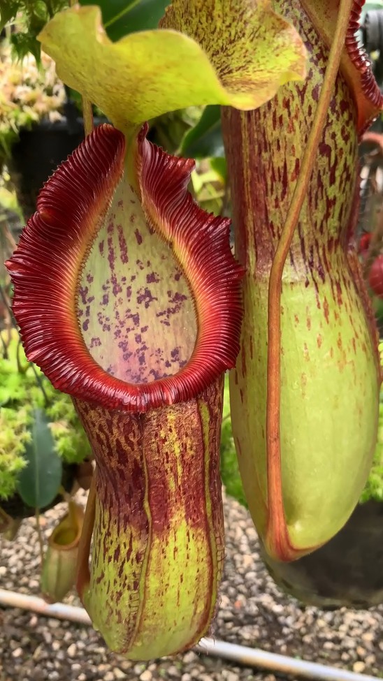 N. singalana x burkei - selected clone