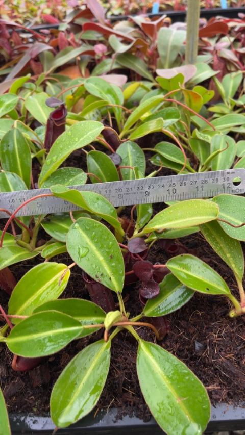 N. rajah x lowii - assorted clones