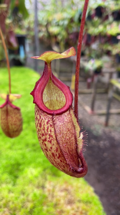 N. rajah x gymnamphora – assorted clones