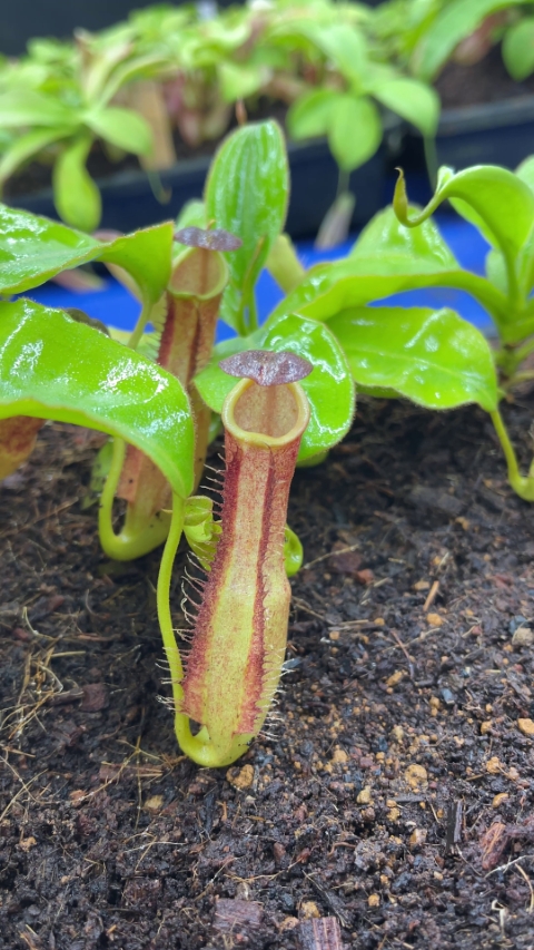 N. longifolia – single clone