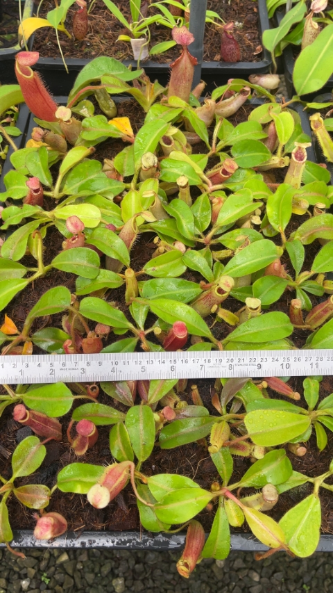 N. (veitchii x lowii) x veitchii