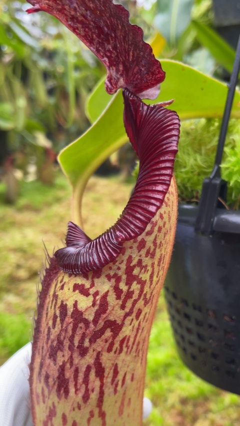 N. robcantleyi x klossii - assorted clones