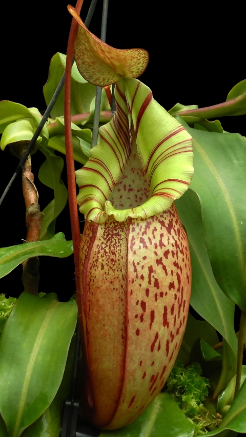 WIP N. spectabilis x veitchii - assorted clones