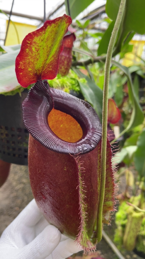 N. spathulata x ampullaria – solid red