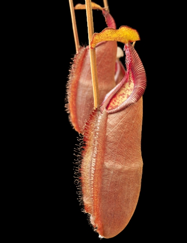 N. densiflora - Gng Lueser