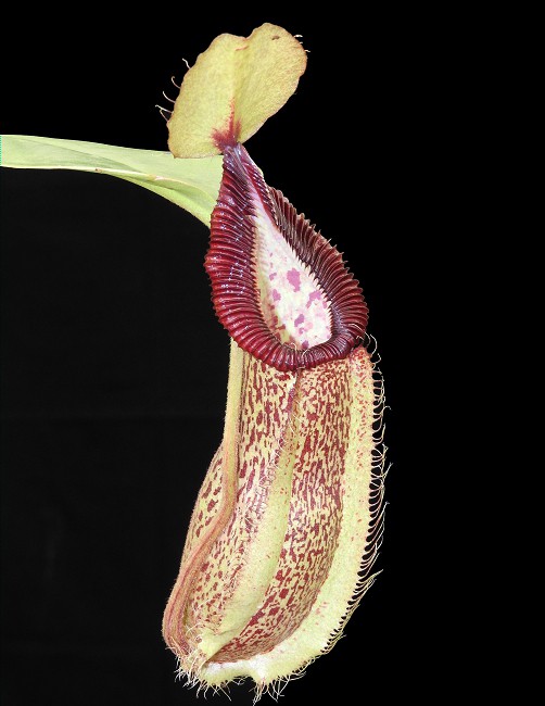 N. hamata x robcantleyi – assorted clones