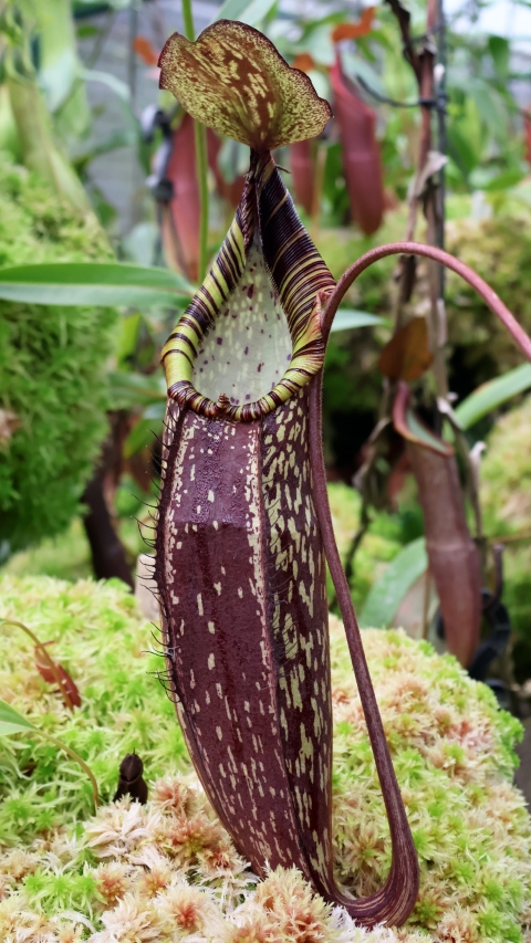 N. spectabilis – Gng. Perkinson