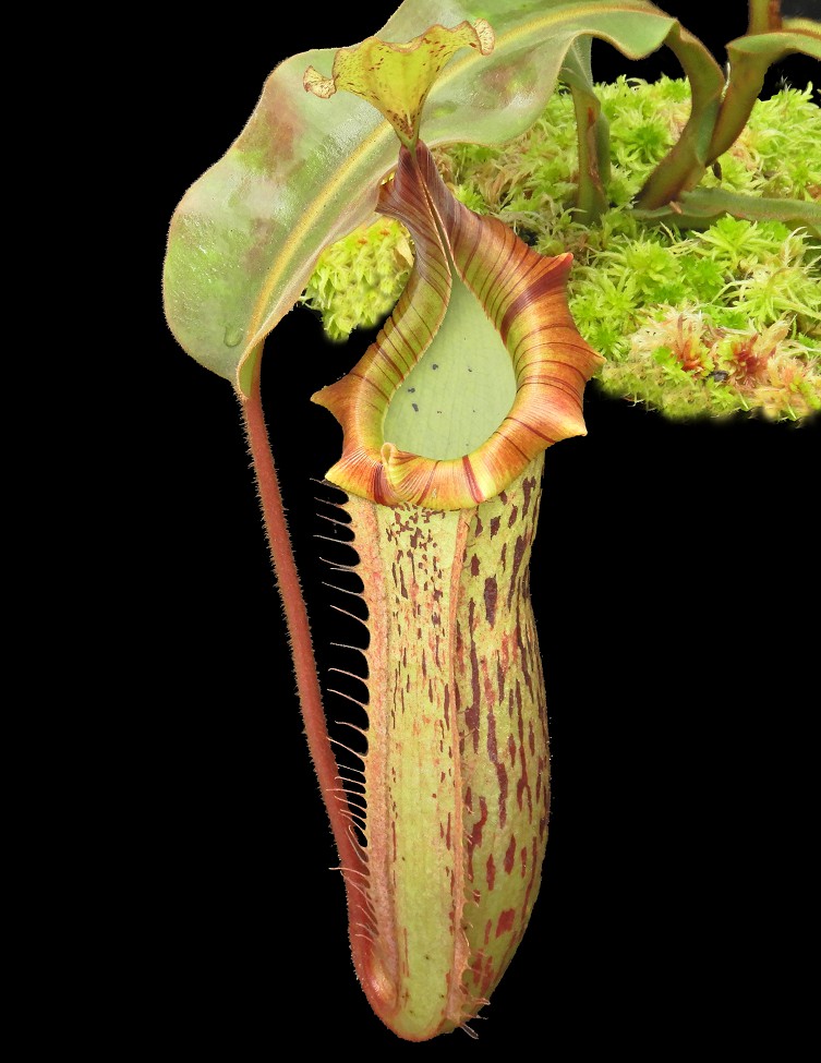 N. veitchii x platychila – selected clones