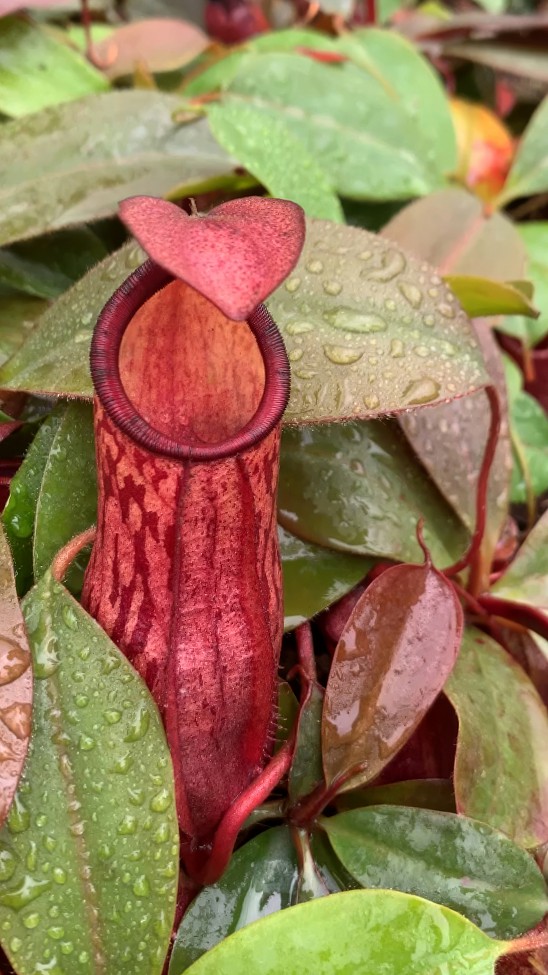 N. mira x peltata – assorted clones