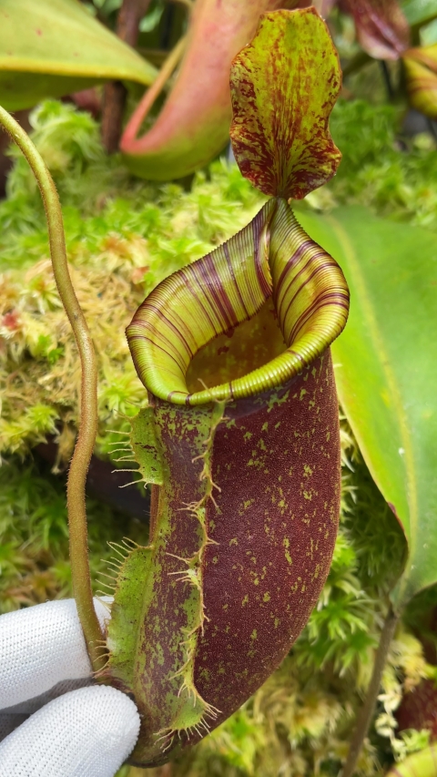 N. ampullaria x (veitchii x lowii) – selected clone