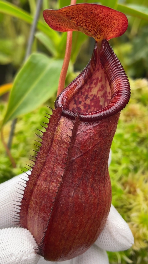 N. petiolata x (lowii x tentaculata) – assorted clones