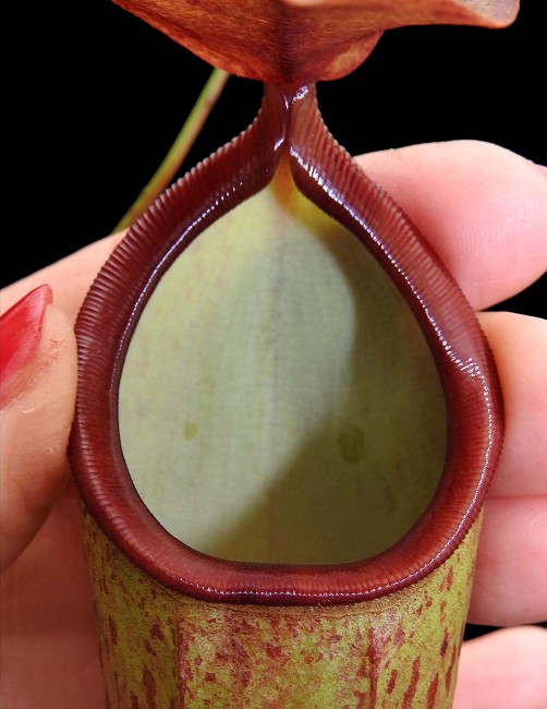 N. talangensis x reinwardtiana - assorted clones