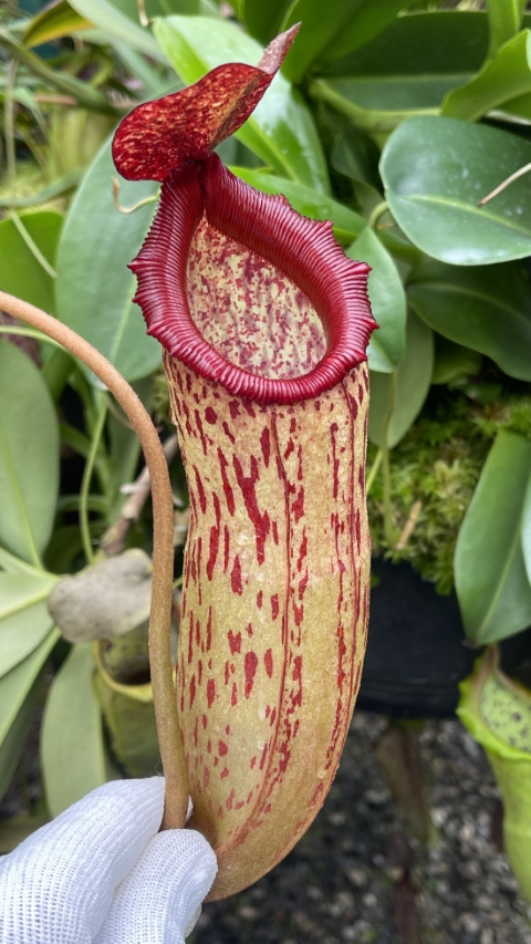 N. sibuyanensis x klossii
