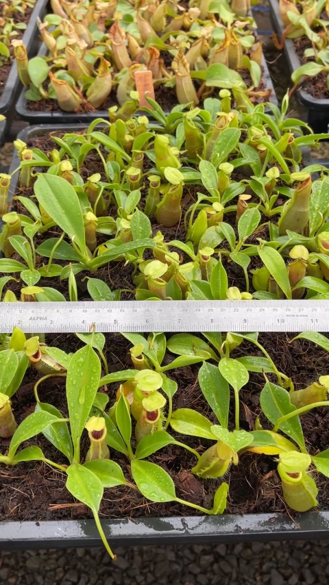 N. spathulata – best selected clone