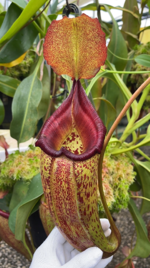 N. talangensis x robcantleyi