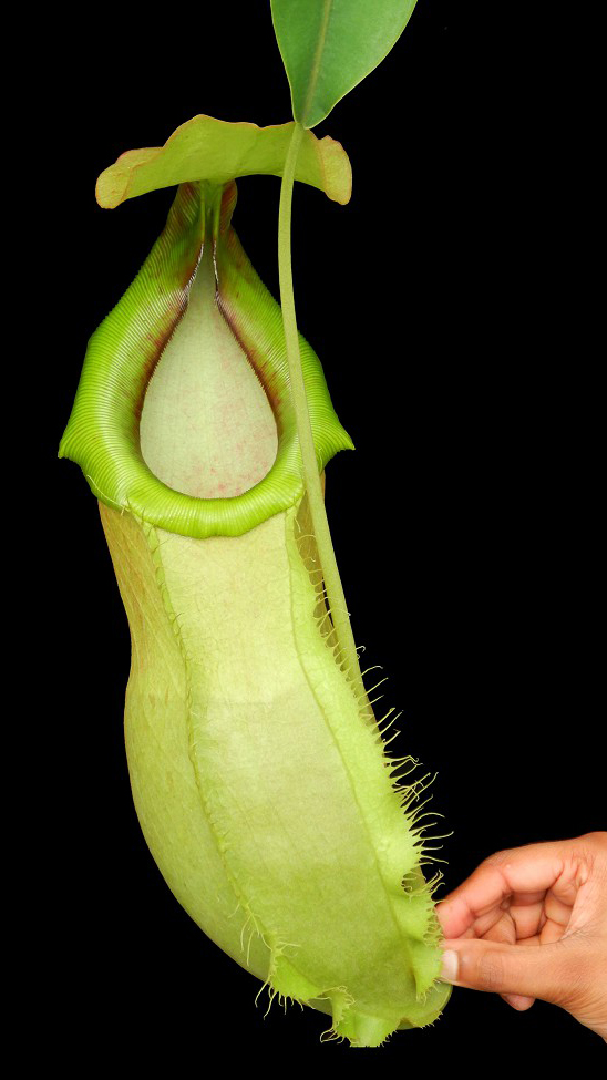 N. spathulata x merrilliana - selected clone