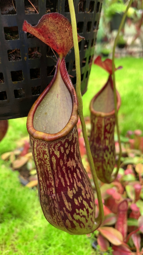 N. ceciliae ‘Mt. Kiamo’ – assorted clones