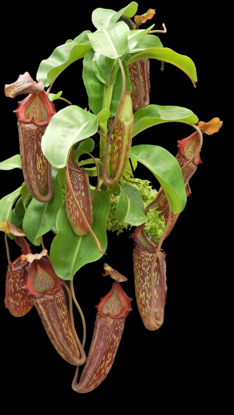 N. maxima x ‘trusmadiensis’ - selected clones