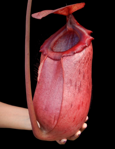 N. sibuyanensis x merrilliana – assorted clones