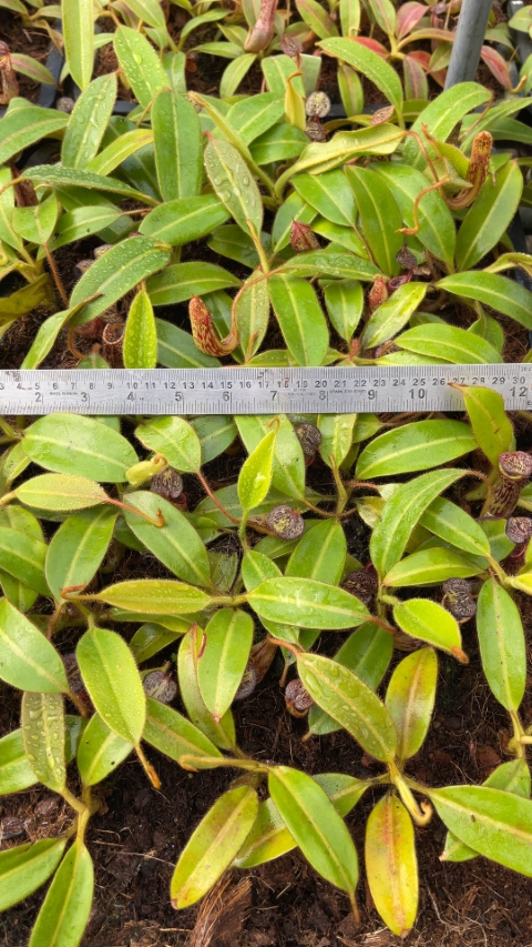 N. stenophylla – best selected clone