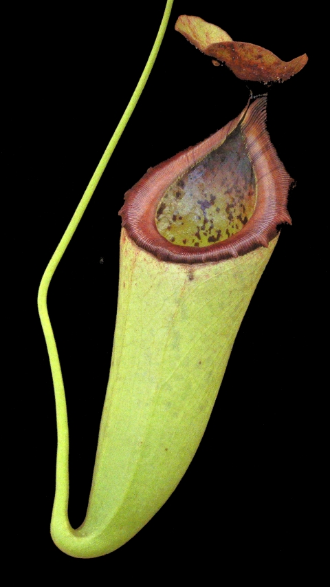 N. merrilliana x campanulata