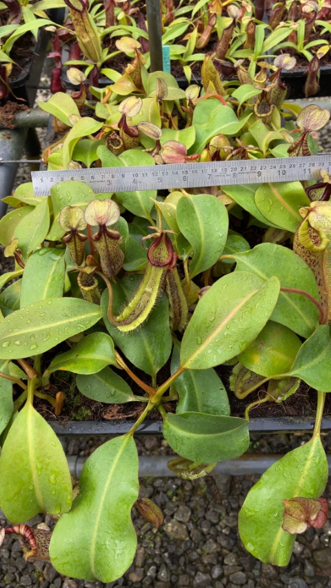N. platychila x robcantleyi - assorted clones