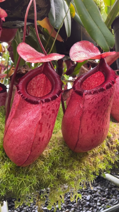 N. sibuyanensis x merrilliana – selected clones