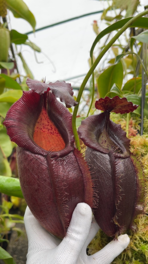 N. spathulata x gymnamphora – best selected clone