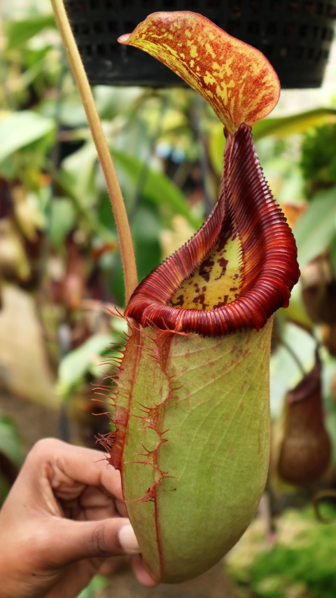 N. (veitchii x lowii) x (burbidgeae x edwardsiana) - assorted clones