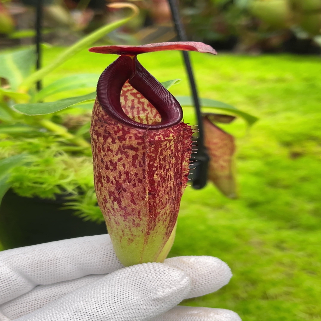N. aristolochioides x veitchii - assorted clones