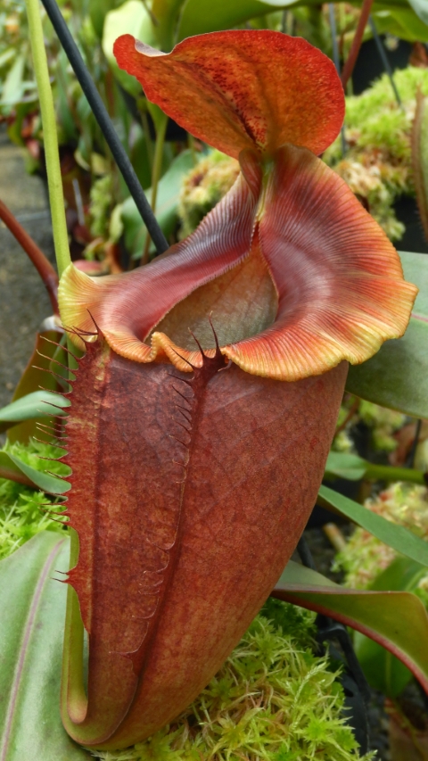 N. spathulata x tenuis - assorted clones