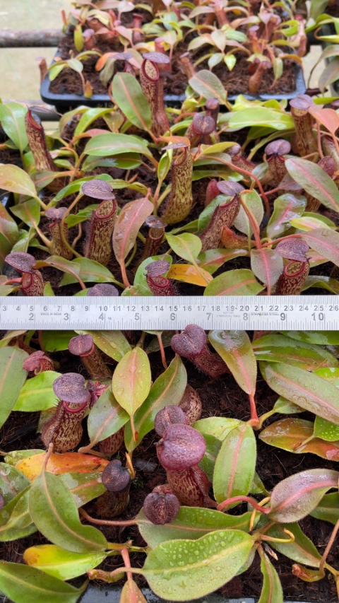 N. boschiana x klossii