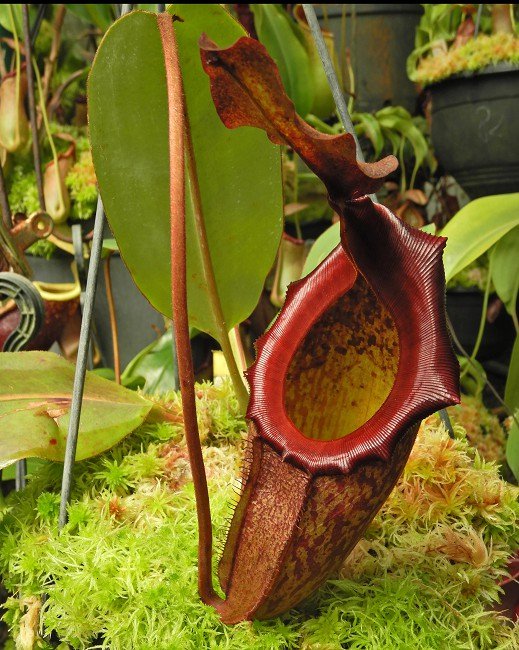 N. rajah x eymae - assorted clones