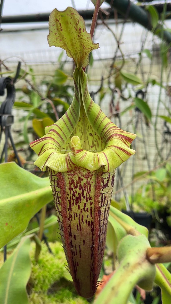 N. veitchii x platychila – selected clones