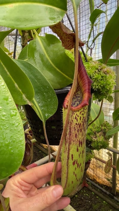 N. robcantleyi x zakriana
