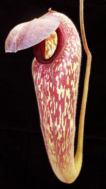 N. klossii - confirmed true clone