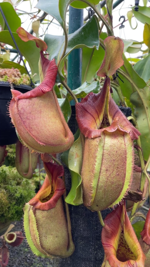 N. robcantleyi x veitchii