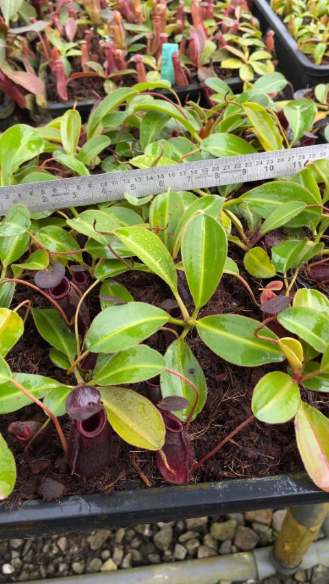 N. rajah x lowii - assorted clones