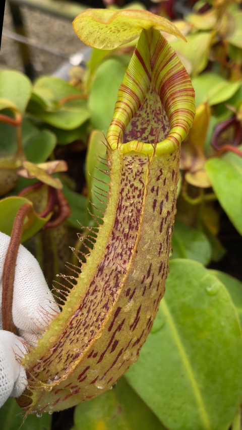 N. platychila x robcantleyi - assorted clones