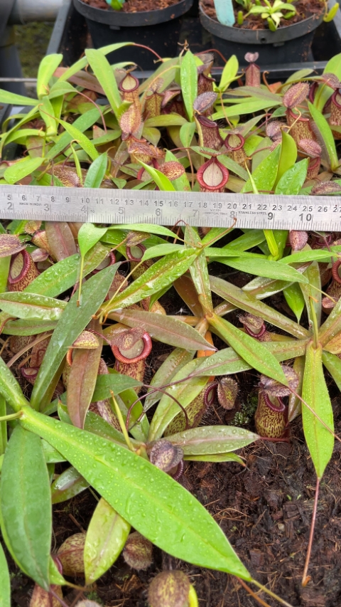 Nepenthes hamata x tenuis – assorted clones