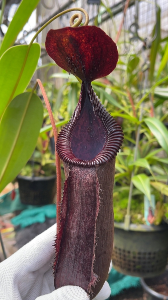 N. hamata x lowii - assorted clones