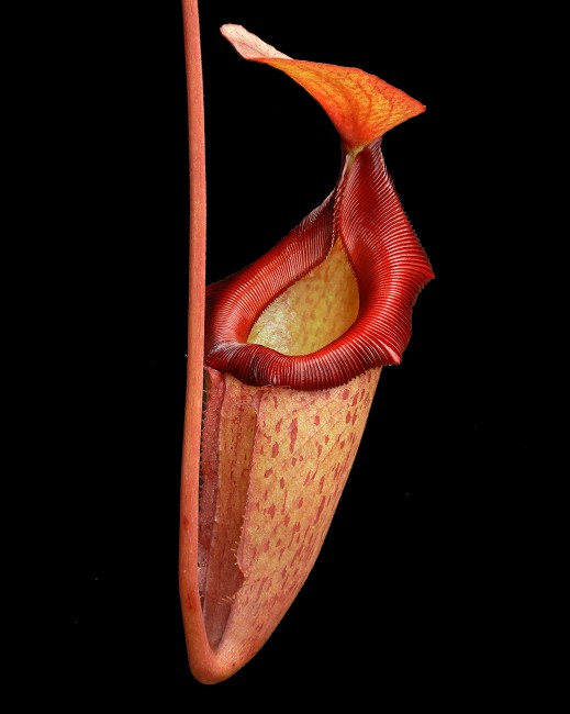 N. rajah x (burbidgeae x edwardsiana) – assorted clones