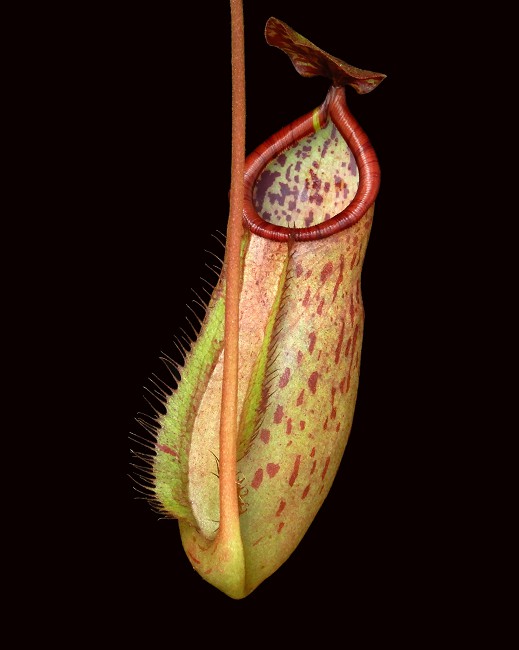 N. albomarginata x attenboroughii - assorted clones