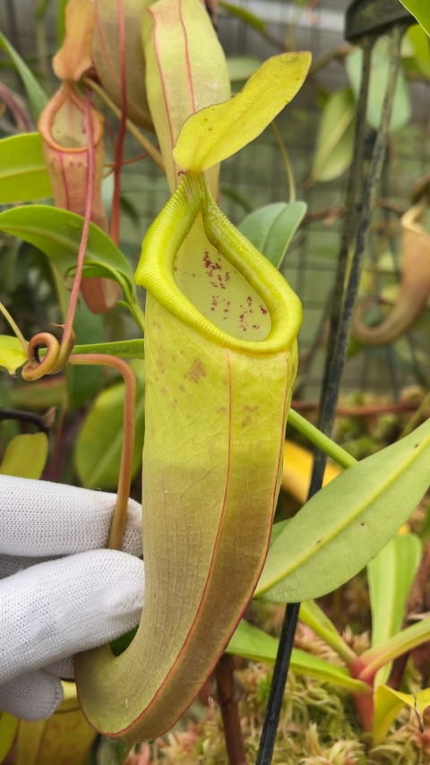 N. spathulata x dubia – assorted clones