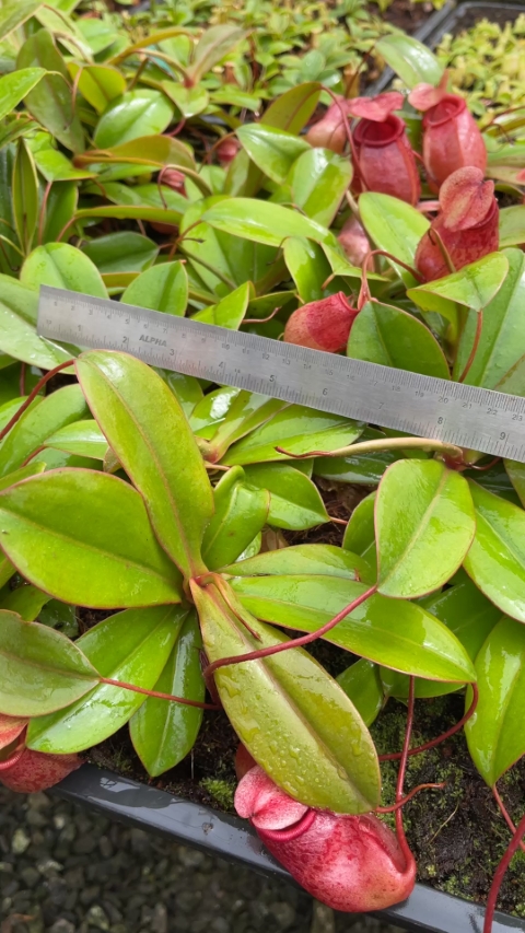 N. sibuyanensis x merrilliana – selected clones