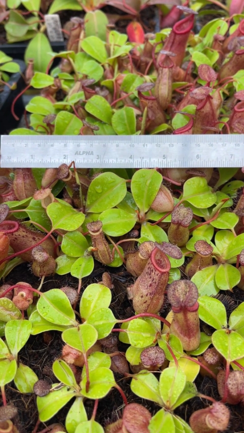 N. robcantleyi x (sibuyanensis x ventricosa)