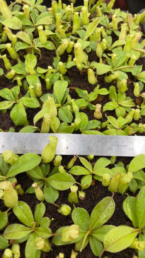 N. tomoriana - assorted clones