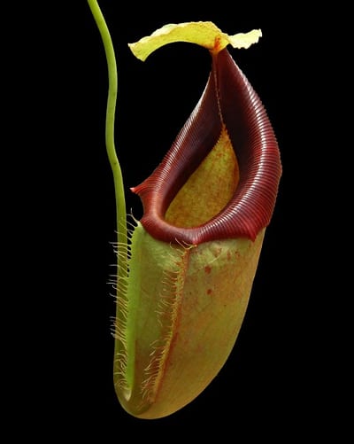 N. spathulata x flava – assorted clones